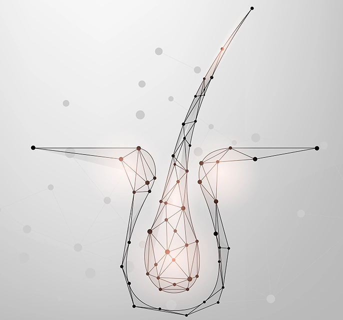 Hair follicle regeneration